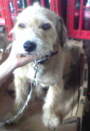 popy